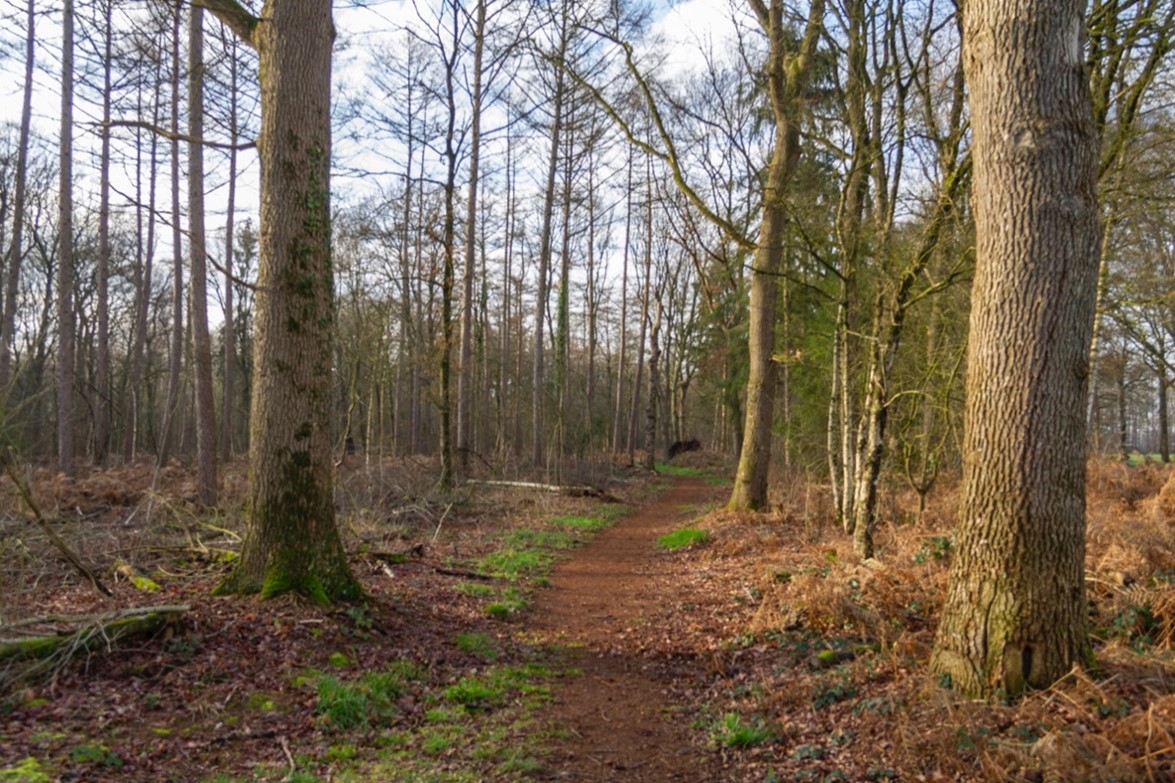 Bospad in een bos. De bomen hebben geen bladeren. Zie bijschrift onder de afbeelding